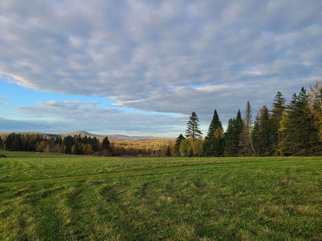 photo of forest with field in forground and mountain in background