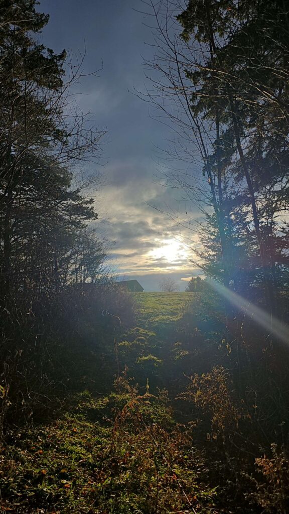 photo of sun lit path in the woods